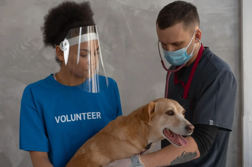 A veterinarian and a volunteer collaborate to check a dog in a clinic.