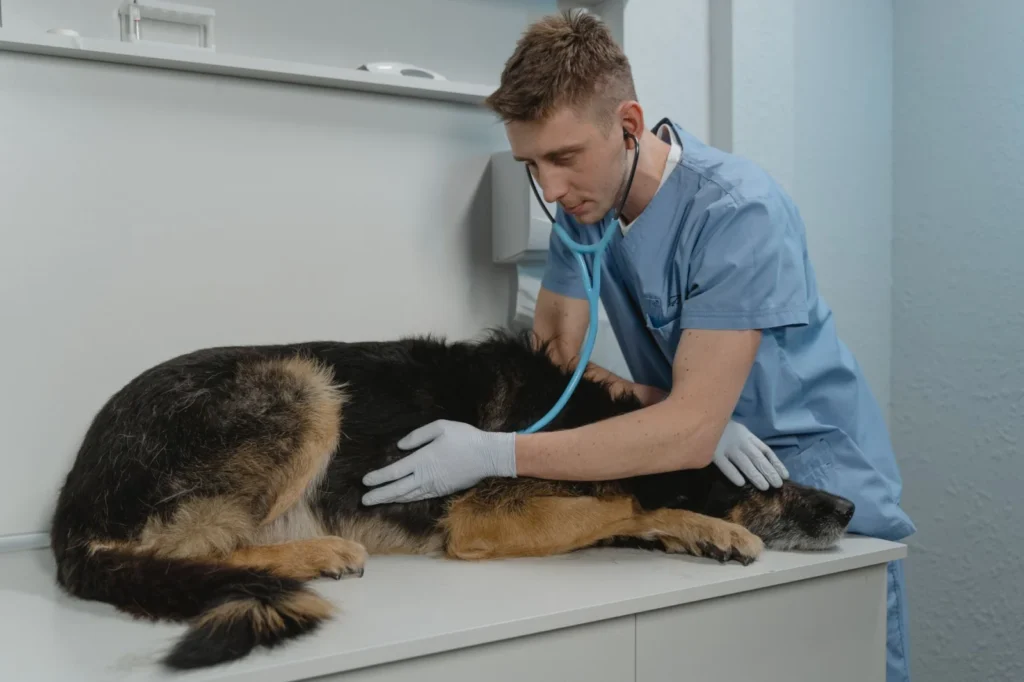 A veterinarian checks a German Shepherd's health using a stethoscope on a clinic table.