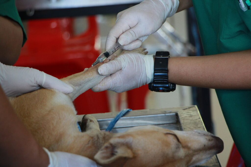Vet technician assisting during animal examination and treatment