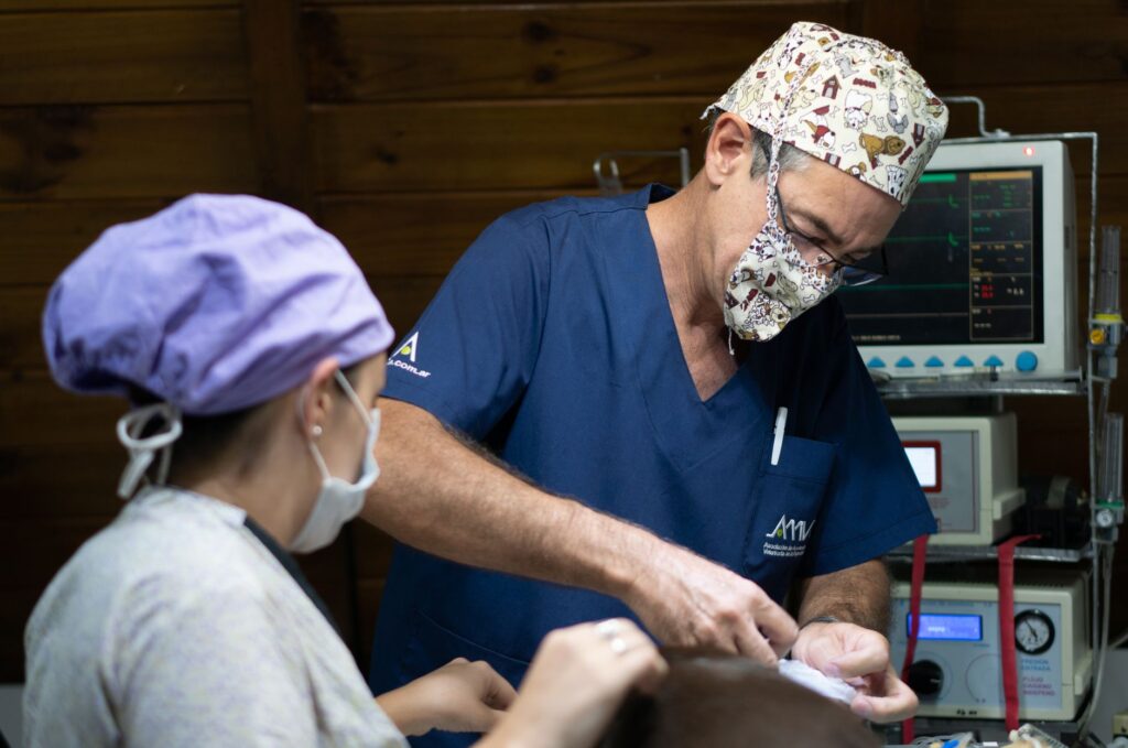 Surgical team performing procedure with specialized veterinary equipment