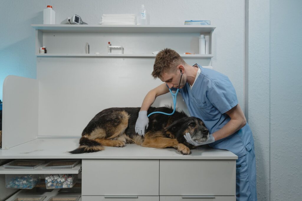 Modern veterinary clinic interior with treatment areas and equipment