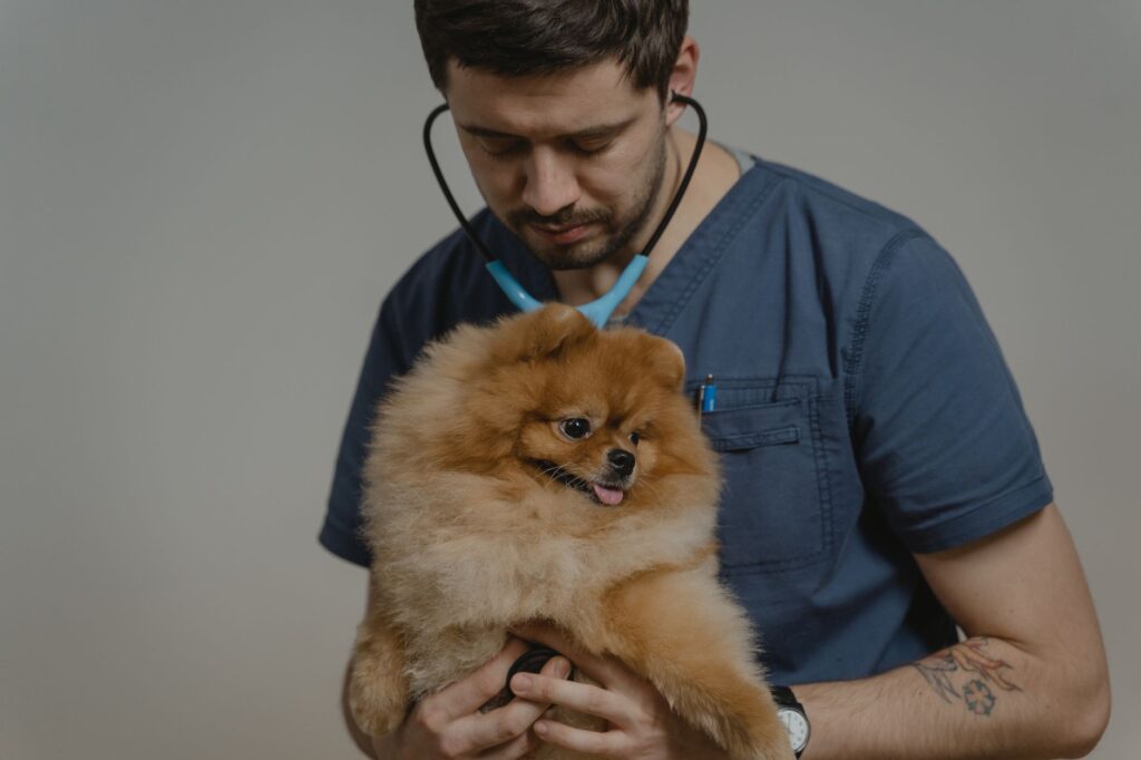 Veterinarian discussing treatment options with pet owner