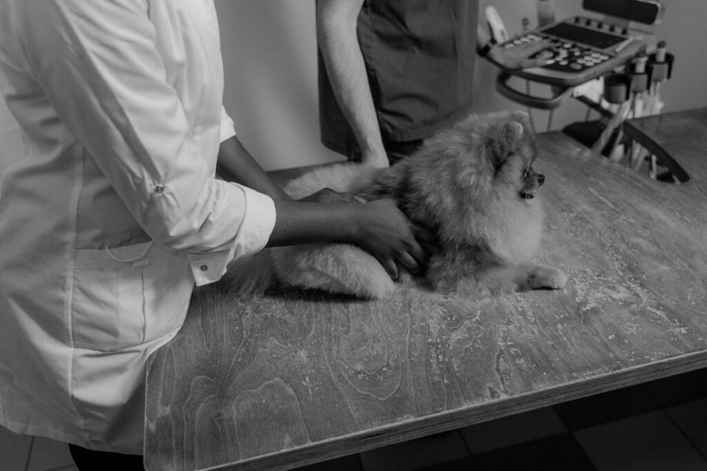 Veterinary professionals providing hands-on care to animals