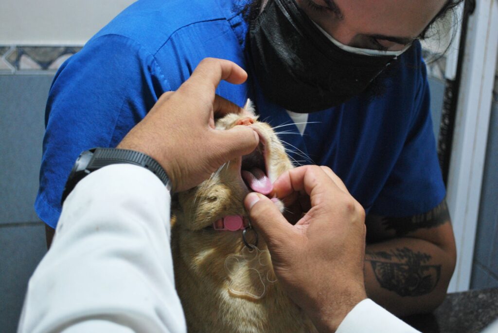 Professional veterinary clinic providing accessible healthcare services