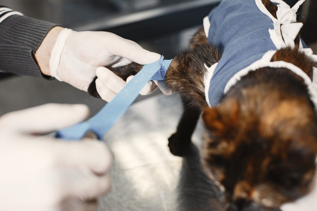 Pet recovering in a comfortable care area with professional monitoring
