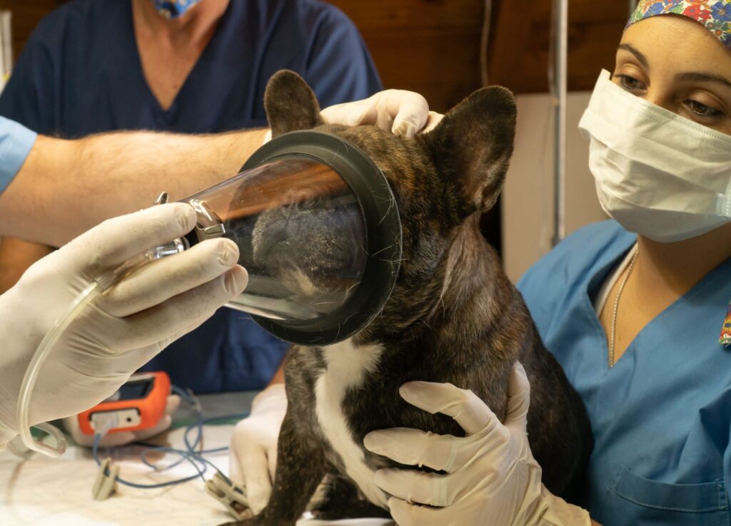 Surgical team working together during veterinary procedure