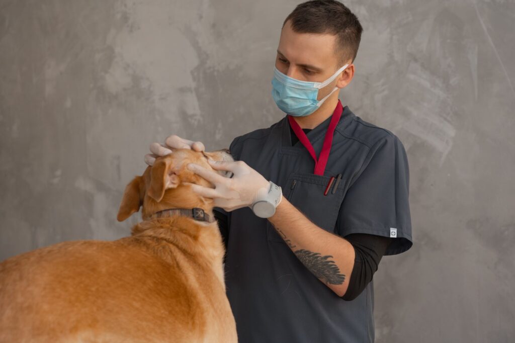Vet examining a dog during consultation at a modern clinic
