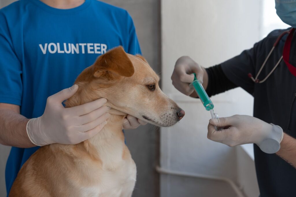 Veterinarian preparing vaccine for a pet during routine immunisation